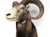 a ram head mounted on a wall with a white background