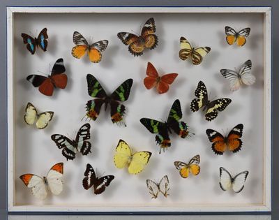 de nombreux papillons de toutes sortes dans une vitrine murale
