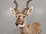 a stuffed antelope that is standing on the floor
