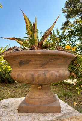 une plante posée dans un pot, sur un rocher