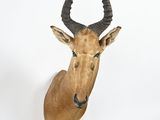 an animal head mounted on a wall with a white background