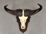 an image of a bull skull mounted on a wall