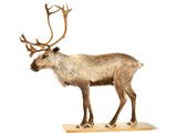 un renne posé sur un socle en bois