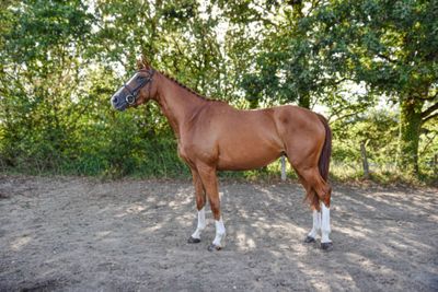 a horse that is standing in the dirt by some trees