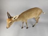 a small deer that is standing on a white surface