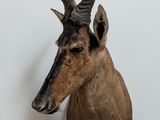une tête de cerf fixée au mur d'une pièce