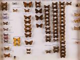 de nombreux types de papillons différents présentés dans une vitrine