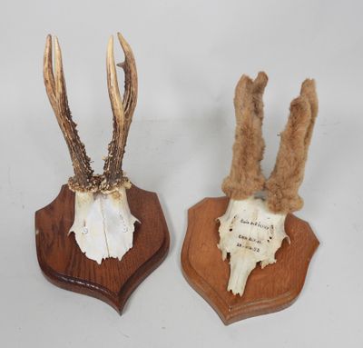 two antelope heads mounted on a wooden plaque on a white background