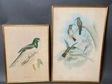 deux photos encadrées représentant des oiseaux posés sur une table