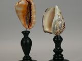 pair of black candlesticks with a shell on top of them