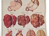 an image of a book with a bunch of different types of organs