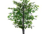 un arbre vert dans un pot noir sur fond blanc