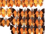 many orange and black butterflies on display in a white frame
