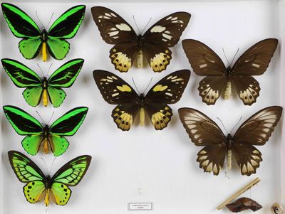 plusieurs papillons dans une boîte blanche contenant un bâtonnet en bois