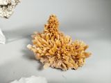 a small piece of coral on the ground next to a small piece of rock