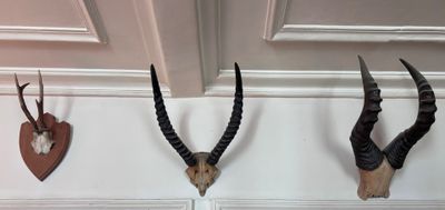 three antelope heads mounted on the wall next to each other
