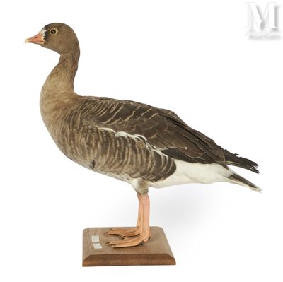 a bird that is standing on a wooden block