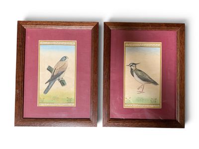 une paire de gravures encadrées représentant deux oiseaux sur fond rose