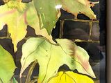 a picture of a painting of leaves in a frame