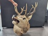 a fake deer head that is on display in a room