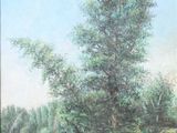 an oil painting of a tree in a grassy field next to a river