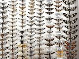 many different kinds of moths displayed in a display case