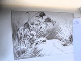 une photo en noir et blanc d'un chat et une image de fleurs