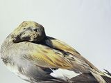 a bird that is sitting on a branch of a tree
