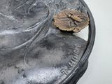 a close up of a metal object with a flower on it