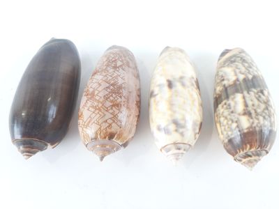 four different types of sea shells lined up on a white surface