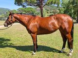 un cheval brun qui se tient debout dans l'herbe