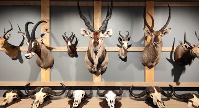 de nombreuses espèces différentes d'antilopes empaillées accrochées au mur