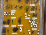 many different types of bugs in a display case