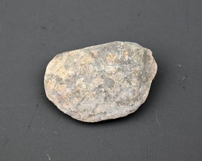 BIVALVE Jurassique : -150 millions d’années