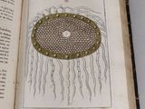 an open book with a drawing of a jelly on it