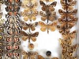 many different types of moths displayed in a white box