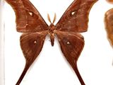 a moth on the left and a butterfly on the right