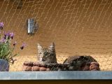 un chat assis sur le rebord d'un immeuble