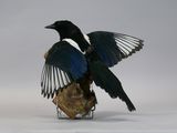 a black and white bird that is standing on a rock