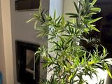 une plante en pot dans un coin du salon