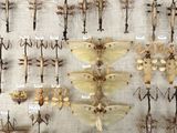 a lot of insects that are on display on a wall