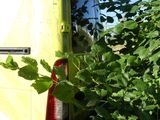a yellow van that is parked next to a bush