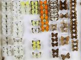 many different types of butterflies displayed in a display