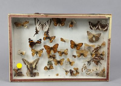 de nombreux papillons de toutes sortes dans une vitrine posée sur la table