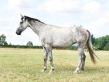 a horse that is standing in the grass in the field