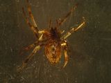 a spider that is sitting on a window sill