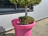 une jardinière rose contenant un petit arbre