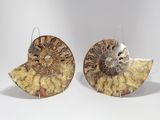 paire de boucles d'oreilles en fossiles d'ammonites ornées de coquillages en filigrane
