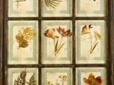 une photo encadrée représentant un bouquet de fleurs pressées dans un cadre en bois