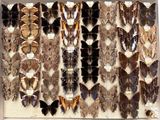 Photo 2/14 du lot